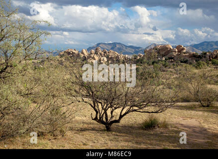 Vue près de Texas Canyon dans le désert de l'Arizona, Etats-Unis, 2017. Banque D'Images