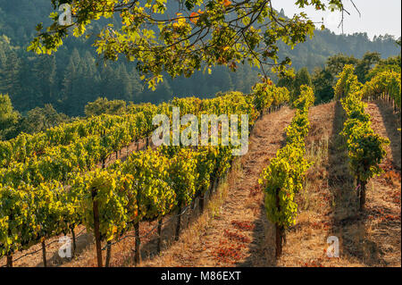 La Syrah, Porche bloc ferme, Healdsburg, Sonoma County, Californie Banque D'Images