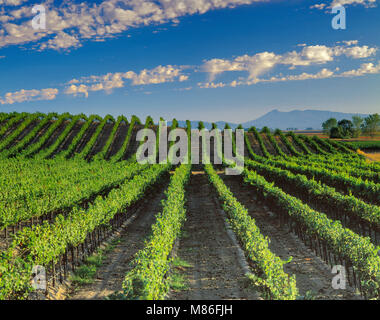 Vignoble, appellation Carneros, Sonoma County, Californie Banque D'Images