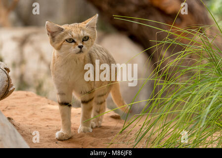 Buenos dias chat (Felis margarita harrisoni) Banque D'Images