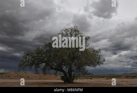 Nuages de tempête de peser sur un arbre isolé debout le long de la Route 66 dans le désert de Mojave en Californie. L'arbre marque l'emplacement de la ville fantôme de Bagdad. Banque D'Images