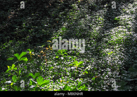 Ofiyivka "National Parc dendrologique' à Ouman, en Ukraine. Banque D'Images