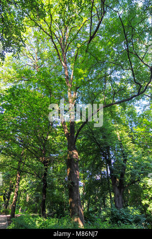 Ofiyivka "National Parc dendrologique' à Ouman, en Ukraine. Banque D'Images