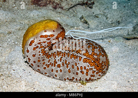 Leopard le concombre de mer, Bohadschia Argus, de l'extrusion de l'Cuvierian collant blanc de tubules de l'anus. Banque D'Images