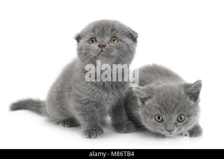 Scottish Fold chat gris isolé sur fond blanc Banque D'Images