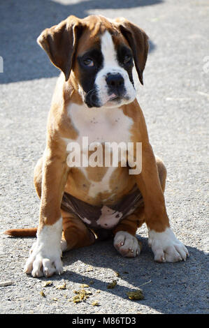 Assis chiot boxer Banque D'Images