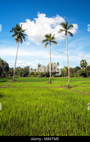 Rizières, Avukana, province du Centre-Nord, Sri Lanka Banque D'Images