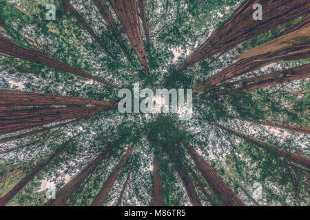 Redwood Trees, Muir Woods, Californie, États-Unis Banque D'Images