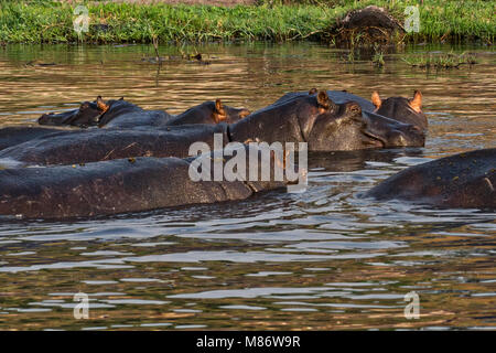Hippos dans la rivière Chobe, parc national de Chobe, Botswana