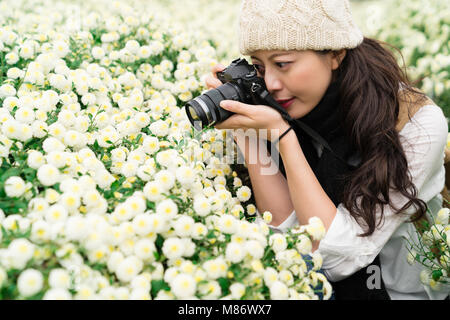 Prend une photo de tourisme fleur de chrysanthème, champs dans Tongluo, Miaoli County de Taïwan, qui sont utilisés pour les fleurs de thé ou d'herbes séchées après. Therape Banque D'Images
