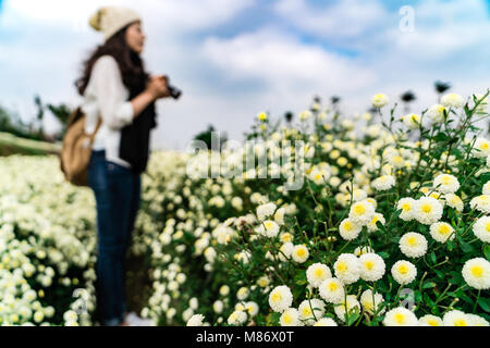 Tourist debout dans le champ de chrysanthèmes blancs à l'automne, les champs en Tongluo, Miaoli County de Taiwan. Banque D'Images