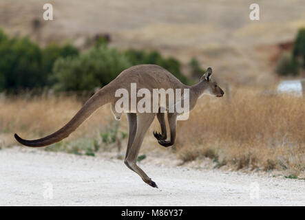 Un saut de kangourou gris sauvages à travers la route sur la péninsule de Fleurieu Australie du Sud le 15 mars 2018 Banque D'Images