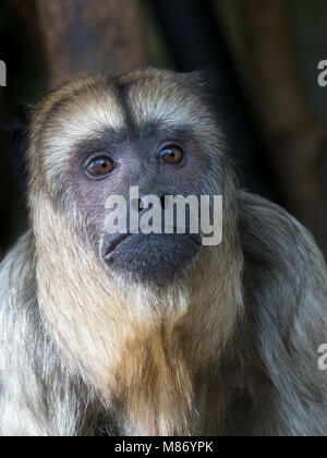 Hurleurs Alouatta caraya noir femelle aussi connu que le noir et or howler Banque D'Images