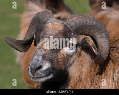 Cameroun Cameroun mouton Ovis aries aries Banque D'Images
