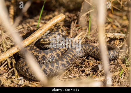 Vipère Vipera berus soleil sur réserve naturelle en Poole, Dorset, Angleterre. Tourné par de l'herbe Banque D'Images