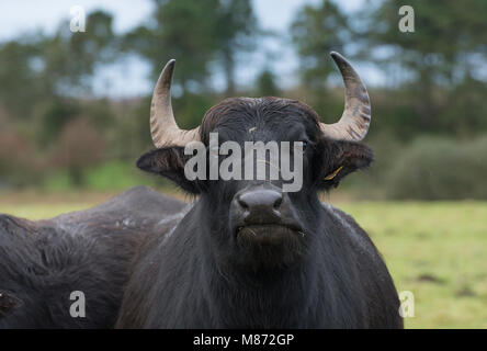 Le buffle d'eau vache dans un champ, Longtown, Carlisle, Cumbria. Banque D'Images