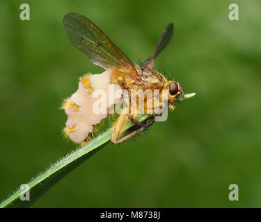 La Bouse jaune Fly (Scathophaga stercoraria) infectées par le champignon Entomophthora (sp.) sur le sommet d'un brin d'herbe. Tipperary, Irlande Banque D'Images