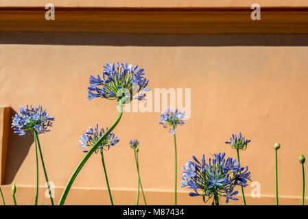 Agapanto bleu Groupe de fleurs sur un mur de couleur saumon Banque D'Images