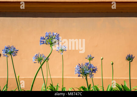 Agapanto bleu Groupe de fleurs sur un mur de couleur saumon Banque D'Images