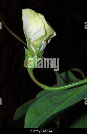 La floraison du pois sauvage Banque D'Images