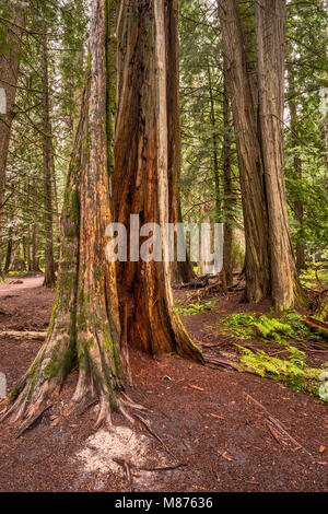 Le cèdre rouge de l'arbres, Ross Creek de la région des Cèdres, Bull Lake Road, zone de forêt pluviale tempérée dans Kootenai National Forest, Montana, USA Banque D'Images