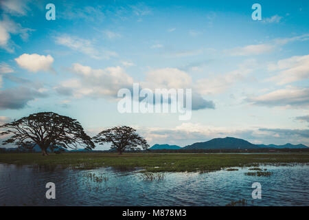 Un beau paysage avec un lac, un arbre et les montagnes. Lac de la forêt sous le bleu ciel nuageux. Banque D'Images