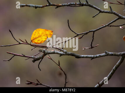 Automne feuilles solitaires Banque D'Images