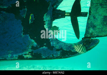 Photo sous-marine de l'hélice sur un dhoni (bateau maldivien) avec Black-spot Sergent poisson, Abudefduf sordidus, Bathala, aux Maldives. Banque D'Images