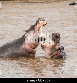 Une paire de jeunes hippopotames adultes combats dans la rivière Mara, dans le Masai Mara, Kenya. Banque D'Images