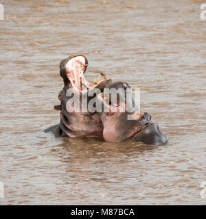 Une paire de jeunes hippopotames adultes combats dans la rivière Mara, dans le Masai Mara, Kenya. Banque D'Images