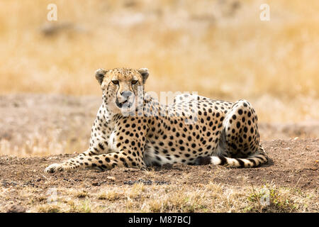 Belles jeunes guépards adultes au repos dans l'après-midi au soleil, dans le Masai Mara, Kenya. Banque D'Images