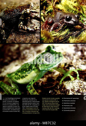 Equateur - Cabeceras Cofanes-Chingual (2009) (21157269145) Banque D'Images