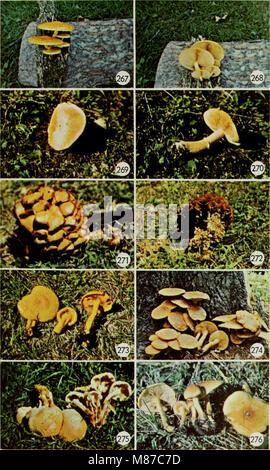 Champignons vénéneux et comestibles du Canada (1979) (20542239843) Banque D'Images