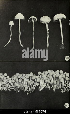 Ce guide de 1979 fournit l'identification, la classification et la description détaillée des champignons comestibles et toxiques trouvés au Canada, y compris des conseils sur la consommation sécuritaire et les risques potentiels. Banque D'Images
