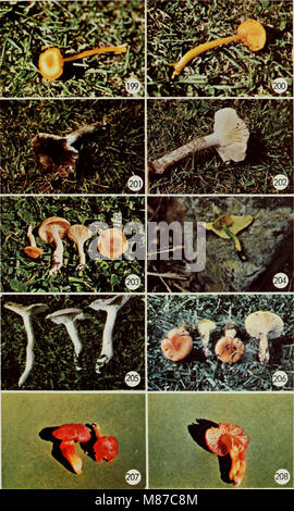 'Champignons comestibles et toxiques du Canada' (1979) est un guide détaillant l'identification, les caractéristiques et les propriétés des champignons trouvés au Canada. Il fournit des informations essentielles sur la consommation sécuritaire et les risques potentiels associés à la cueillette des champignons sauvages. Banque D'Images