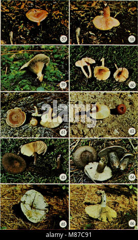 Champignons vénéneux et comestibles du Canada (1979) (21153016022) Banque D'Images