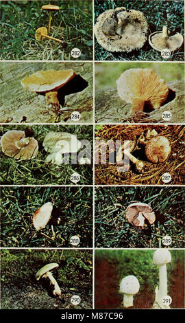 Champignons vénéneux et comestibles du Canada (1979) (21153102752) Banque D'Images