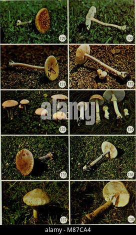 « Champignons comestibles et toxiques du Canada » (1979) fournit un guide complet pour identifier les champignons comestibles et toxiques originaires du Canada. Le livre met l'accent sur la sécurité et les techniques d'identification pour la cueillette des champignons. Banque D'Images