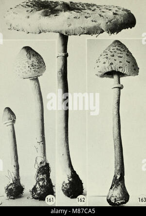 Champignons vénéneux et comestibles du Canada (1979) (21171113511) Banque D'Images