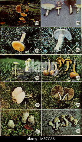 Ce guide de 1979 fournit des renseignements détaillés sur les champignons comestibles et toxiques trouvés au Canada, y compris leur identification, leur habitat et les lignes directrices en matière de consommation. Banque D'Images