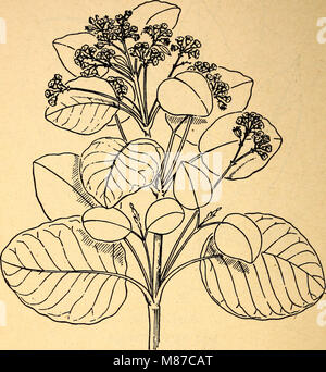 Plantes Comestibles et plantes toxiques de la région des Caraïbes (1944) (21163788055) Banque D'Images