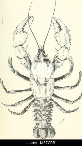 Poissons et crustacés comestibles de la Nouvelle Galles du Sud (1893) (20539572684) Banque D'Images