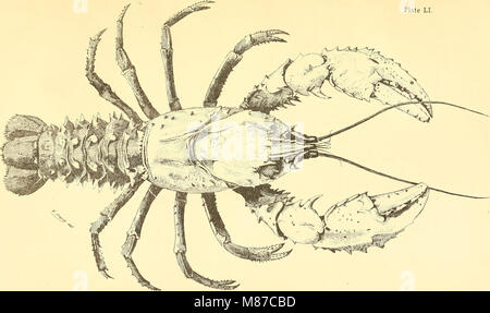 Poissons et crustacés comestibles de la Nouvelle Galles du Sud (1893) (20975302669) Banque D'Images