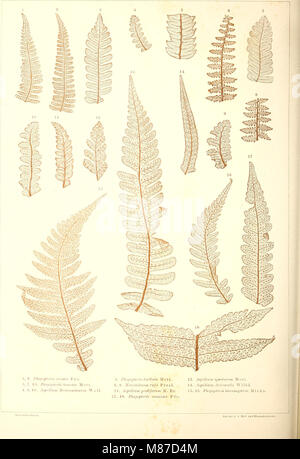 *Die FarnkrÃ¼eter der Jetzdout* (1865) est un ouvrage botanique examinant les fougères et leurs restes fossilisés trouvés dans la croûte terrestre. Il fournit des descriptions détaillées des fougères modernes et préhistoriques, offrant des informations précieuses sur leur évolution et leurs archives fossiles. Banque D'Images