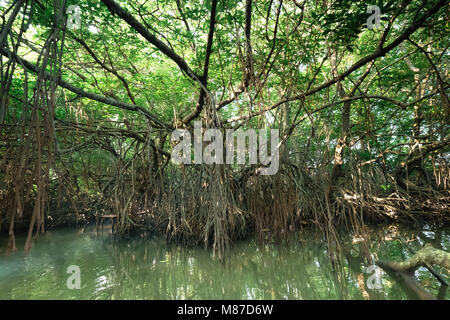 Paysage surréaliste et mystérieuse beauté de jungles tropicales avec river et la forêt de mangrove. Sri Lanka nature et les destinations de voyage Banque D'Images