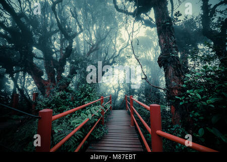 Paysage de forêts de brouillard mystérieux avec pont en bois passe à travers le feuillage dense. Beauté surréaliste d'arbres exotiques, fourré de buissons au tropical jung Banque D'Images