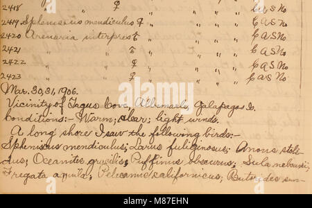 Edward W. Gifford expédition Galápagos journal, 1905-1906 (inclus). (20099481513) Banque D'Images