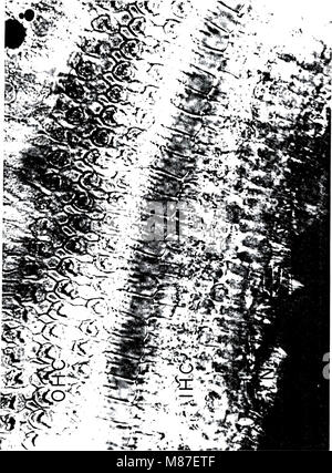 Cette étude étudie l'impact d'un bruit acoustique intense sur la fonction cochléaire chez le cobaye, en comparant les effets sur les nourrissons et les adultes. Il se concentre sur les réponses physiologiques à l'exposition au bruit et les effets potentiels à long terme sur l'audition. Banque D'Images