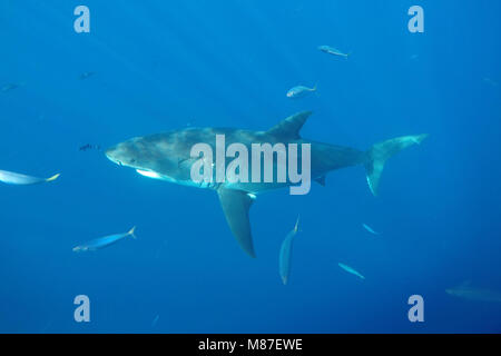 Grand requin blanc la natation dans l'île de Guadalupe, Mexique Banque D'Images