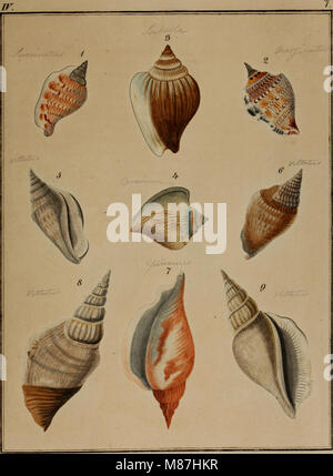 Ce travail de 1845 fournit des illustrations et des descriptions d'escargots ailés (Strombea), offrant des informations biologiques détaillées sur cette espèce de mollusques. Banque D'Images
